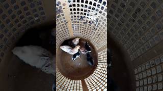 கழககஞசகள வகமக வளர இத பணணஙக டடககழ ழவளரபப