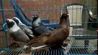 The Egyptian pigeon - للبيع مجموعه من الحمام - قشر بندق- صافي - حمر غزار - قطقاطي - الحلقه الثالثه