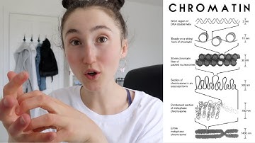 DNA & CHROMATIN | Introduction to Epigenetics