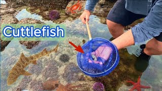 Exploring Tidepools For Exotic Sea Creatures