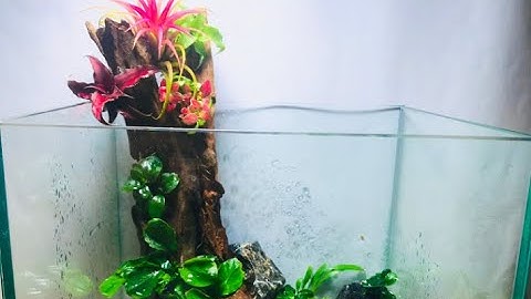 Hướng Dẫn Setup Bể thủy sinh mini - Bể bán cạn cubic 25cm - KABTS01