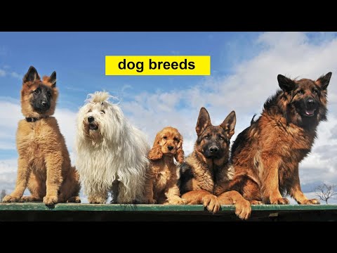 different kinds of dogs in the world