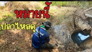 หาปลาไหลซ้ำหมายเดิมเจอพื้นที่เพิ่ม ปลาไหลกินดีสุดๆหมานขนาด | ผจญภัยที่บ้านนอก