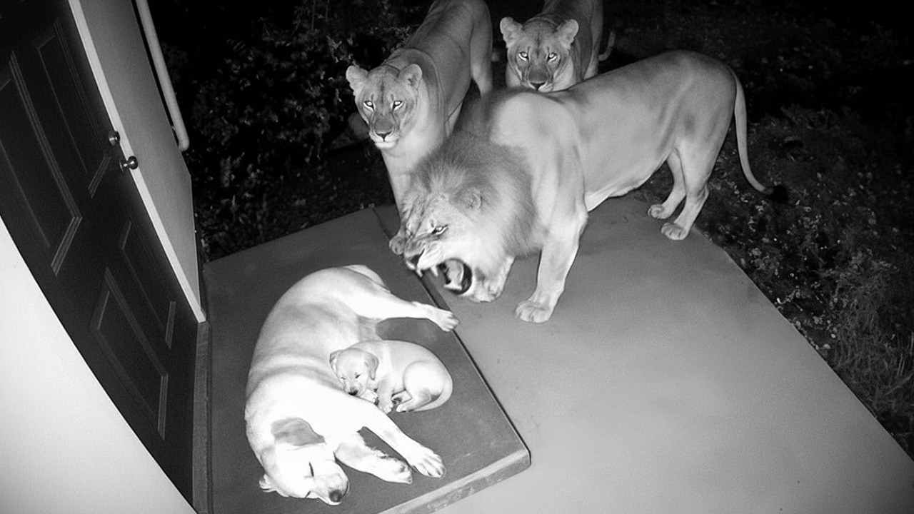 Wild Animals Intruding in Residential Areas – Video
