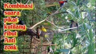 kombinasi suara pikat kutilang ribut teruji anti #ZONK#