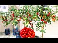 Using water buckets to grow Tomatoes on the Terrace, for many fruits and easy | Li Kachin Garden