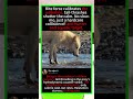 🐺 Wolf vs Salmon: Raw Survival Clash #WolfHunting #WildlifePredator