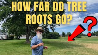 How Far Do Roots Go Out From The Tree