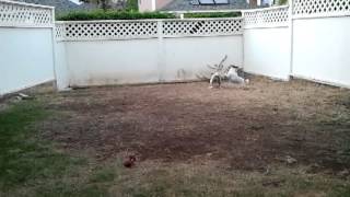 Am Staff 13Weeks Play With 4 Year Old Jack Russel