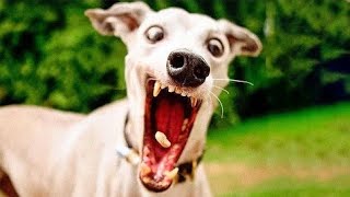 Hilarious Animal COMPILATION ||Funniest Cats And Dogs videos