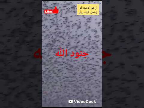 جراد يغزو المدينة 