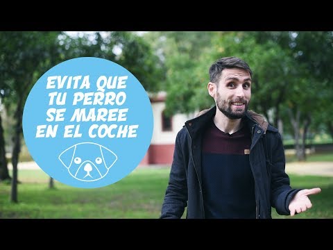 ¿Tu perro se marea en el coche? 5 consejos para que tu mascota viaje feliz