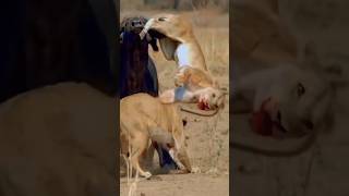 AFRICAN BUFFALO VS LION