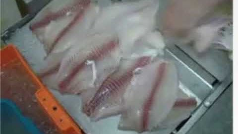 Nock Open Top Fish Skinning Cortex CF 460