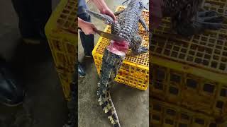 Freshly Baked Crocodile Meat Supply From The Source End Ingredients