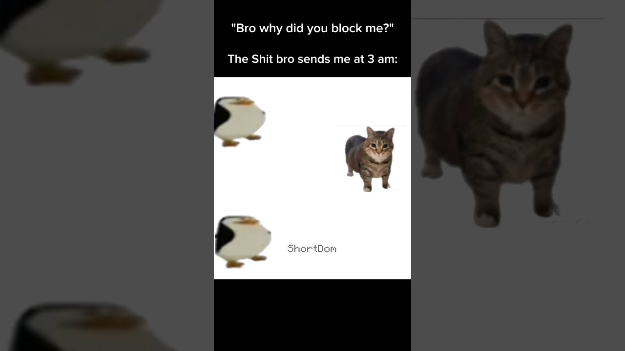 What Bro Sends Me At 3 Am Funny Shorts Fyp Lol