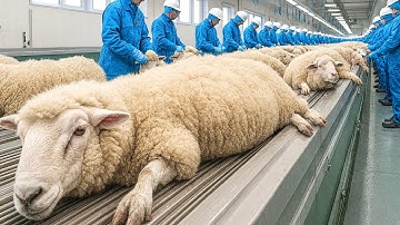 INSIDE the WOOL FACTORY 🐑 | How SHEEP WOOL Becomes FABRIC
