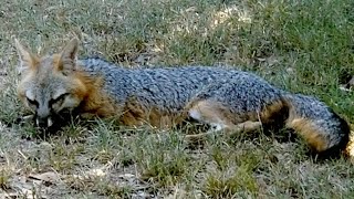 Part 8  Gray Mother Fox Came Back 2 Months Later  Texas Hill Country  Canyon Lake, TX