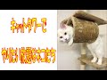 これはひどい…ネコがキャットタワーでやりたい放題　This is a terrible cat