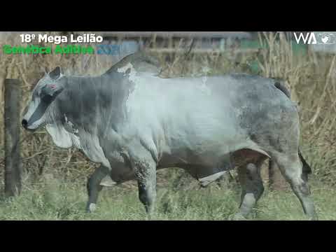 LOTE 111 - REMC A2632 - 18º MEGA LEILÃO GENÉTICA ADITIVA 2021