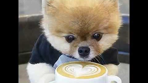 VIDEO HEWAN ANJING PALING LUCU DI DUNIA