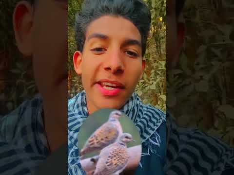 ازاي تتعلم اللهجة الصعيدي ف عز التلج