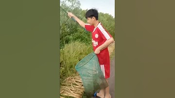 Câu ếch không cần lưỡi ở miền tây.