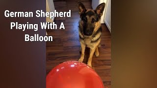 German Shepherd Playing With A Balloon
