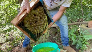 Colheita de Mel de Uruçu Amarela do Melgueirão, sistema de alta produção de mel 🍯 🐝