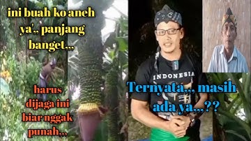 Ternyata,Di Kampung INI Masih Ada Buah Yang unik dan Ajaib