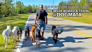 One Week Board & Train at Dogmata with Lucca the Portuguese Water Dog by Dogmata 391 views 5 months ago 41 minutes