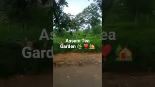Assam Tea Garden 🌿❣️#naturelovers #assam tea garden #tea 🏡🌿✨#viral #youtubeshorts