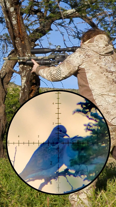 2 Doves, One Shot