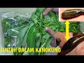 JENIS KANGKUNG,CARA PROSES &  MASAK AGAR BEBAS LINT4H.