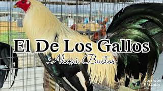 Alemi Bustos - El De Los Gallos (Nuevos Corridos) 💯 🎶 2022
