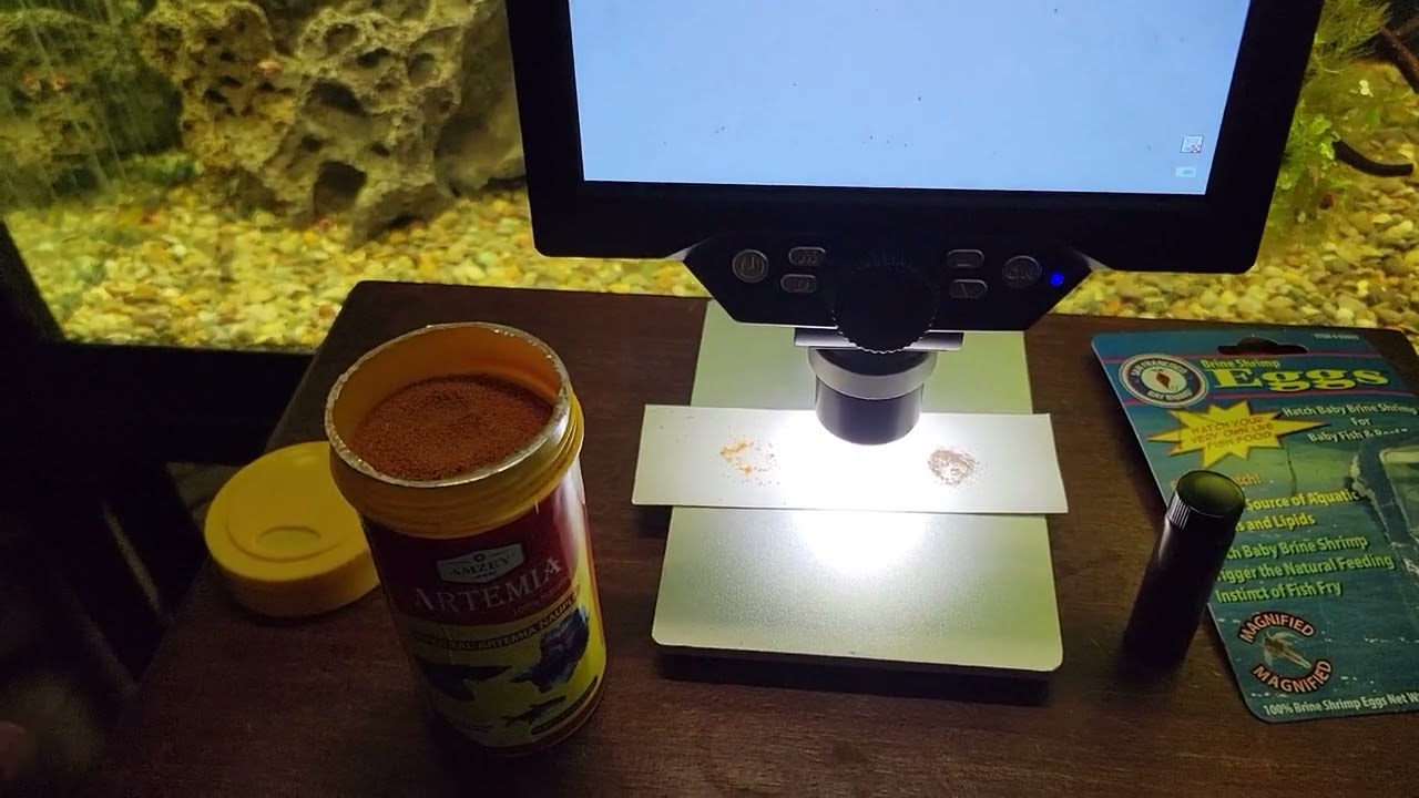 Decapsulated Brine Shrimp. What A Great Food!