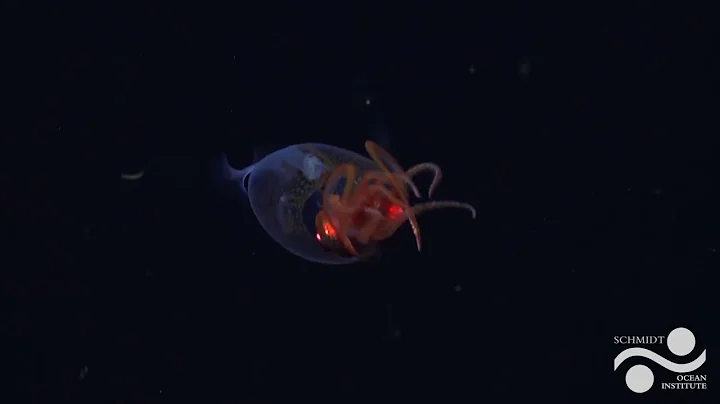 Colossal Squid, 1st Live Observation | Searching for New Species in the South Sandwich Islands