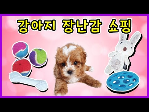 강아지에게 첫 장난감을 사줬어요. 어떤 장난감을 좋아할까요? 반려견 용품 장난감 영양제 쇼핑 밀착중계 가족일상 브이로그 Vlog | 제이제이 패밀리-JJ fam