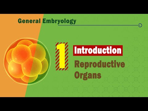 𝟎𝟏 𝐏𝐚𝐫𝐭𝐬 𝐨𝐟 𝐭𝐡𝐞 𝐫𝐞𝐩𝐫𝐨𝐝𝐮𝐜𝐭𝐢𝐯𝐞 𝐬𝐲𝐬𝐭𝐞𝐦 أجزاء الجهاز التناسلي