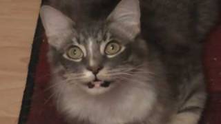 Understanding Cat Sounds (Includes Video Examples) - HubPages