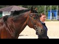 Породы лошадей: РУССКИЙ РЫСАК лошадь /Конная выставка #ИППОсфера 2021