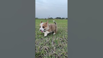 Happy Corgi Puppy Running in Slow Motion