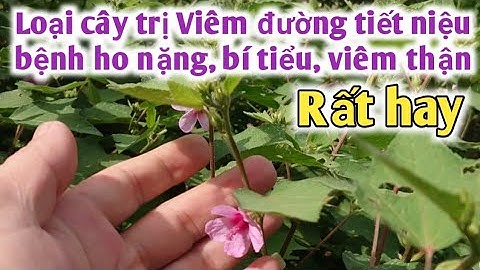 Bài thuốc trị viêm đường tiết niệu, ho lâu ngày, tiểu buốt, bí tiểu. PHAN HẢI Channel