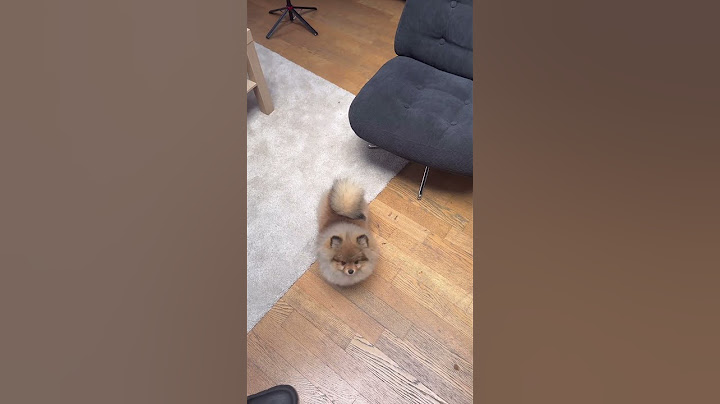 Il mio cane parla  tedesco
