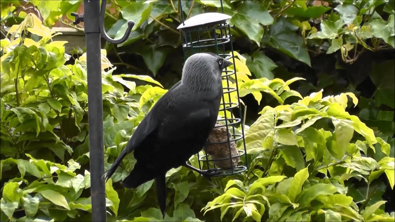 Jackdaw (Corvus monedula)