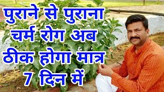 skin disease natural treatment all animals दाद खाज खुजली एग्जिमा का घरेलू इलाज