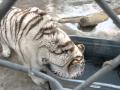 Baby Liger, Siberian Tiger