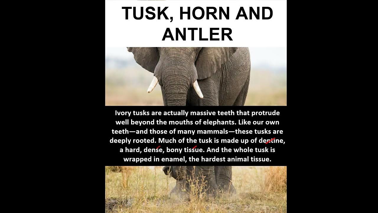 Difference between TUSK, HORN & ANTLERS ? shorts YouTube
