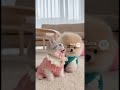 お洋服可愛いね #pets #三毛猫 #おもしろ動画 #cat #大型犬のいる生活 #funny #ポメラニアン #cute