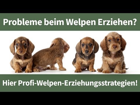 Video: Hilft es ihm, den Fernseher für meinen Welpen eingeschaltet zu lassen?